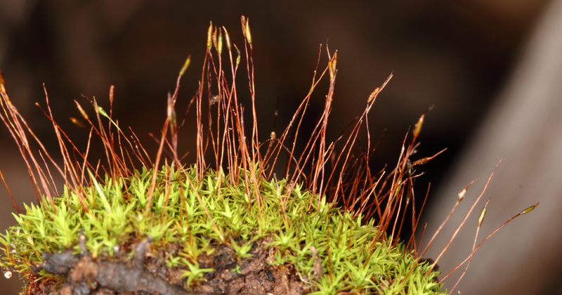 Bryoerythrophyllum recurvirostrum